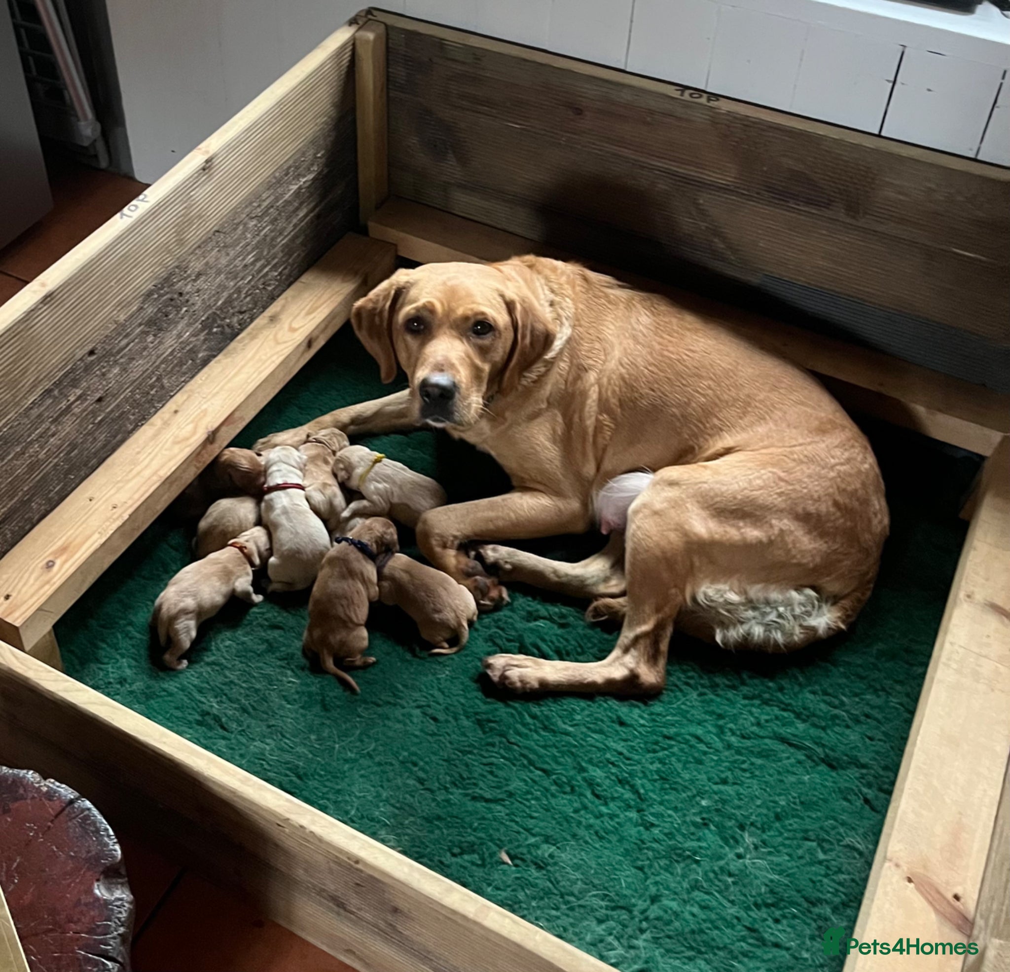Labrador Retriever dogs Chunky Labrador puppies - Advert 2