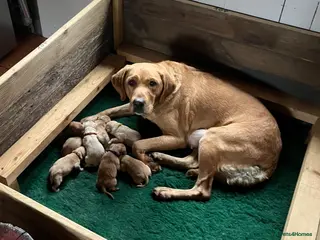 Labrador Retriever dogs Chunky Labrador puppies - Advert 7