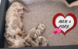Miniature Dachshund dogs for sale: STUNNING MINIATURE ISABELLA DAPPLE PUPS AVAILABLE  - Image 5