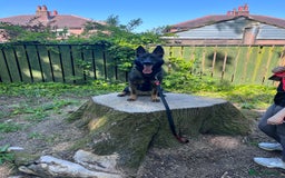 German Shepherd dogs for sale: 7 stunning kc reg working German shepherd pups - Image 22