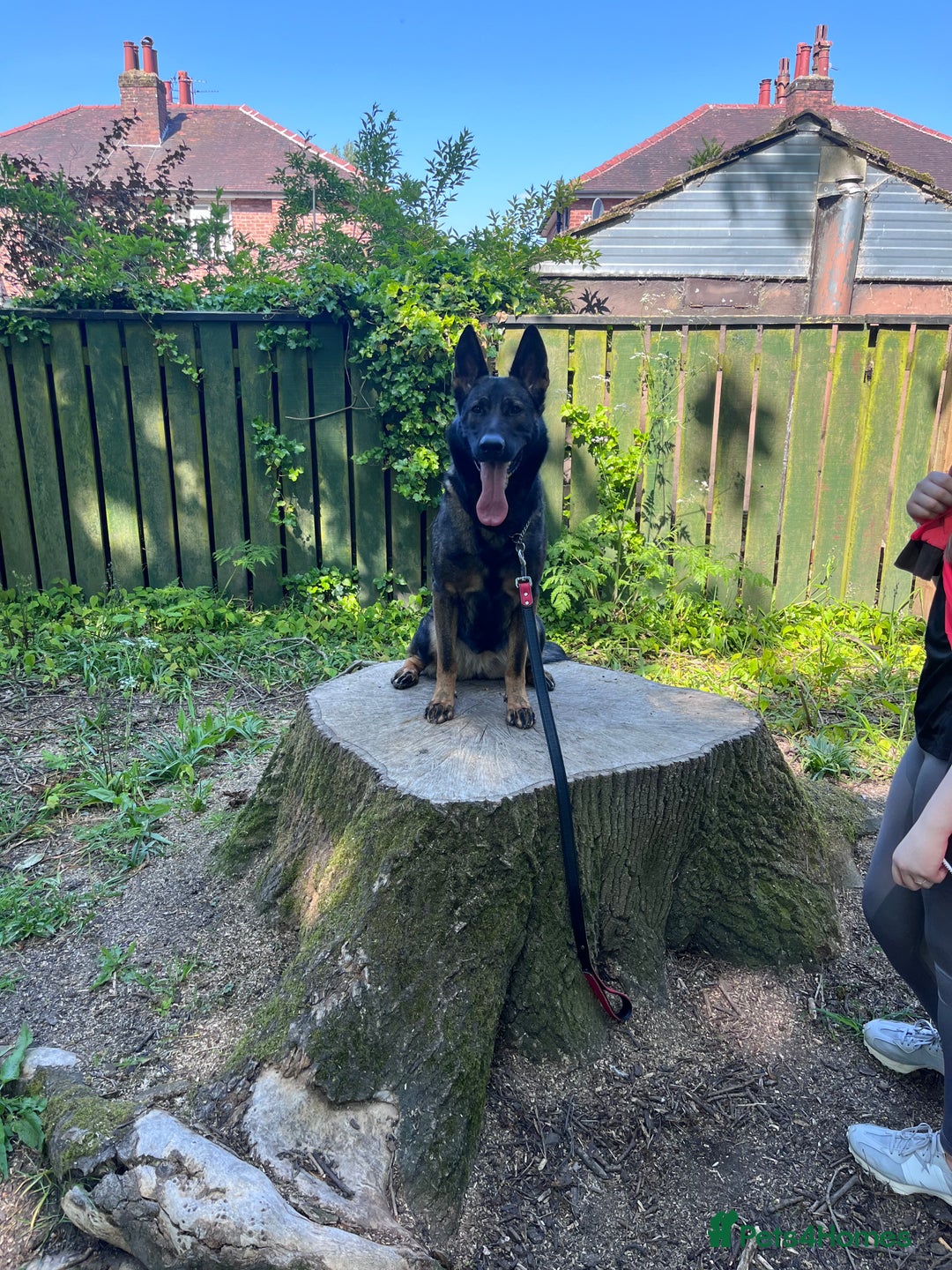 German Shepherd dogs for sale: 7 stunning kc reg working German shepherd pups - Image 22
