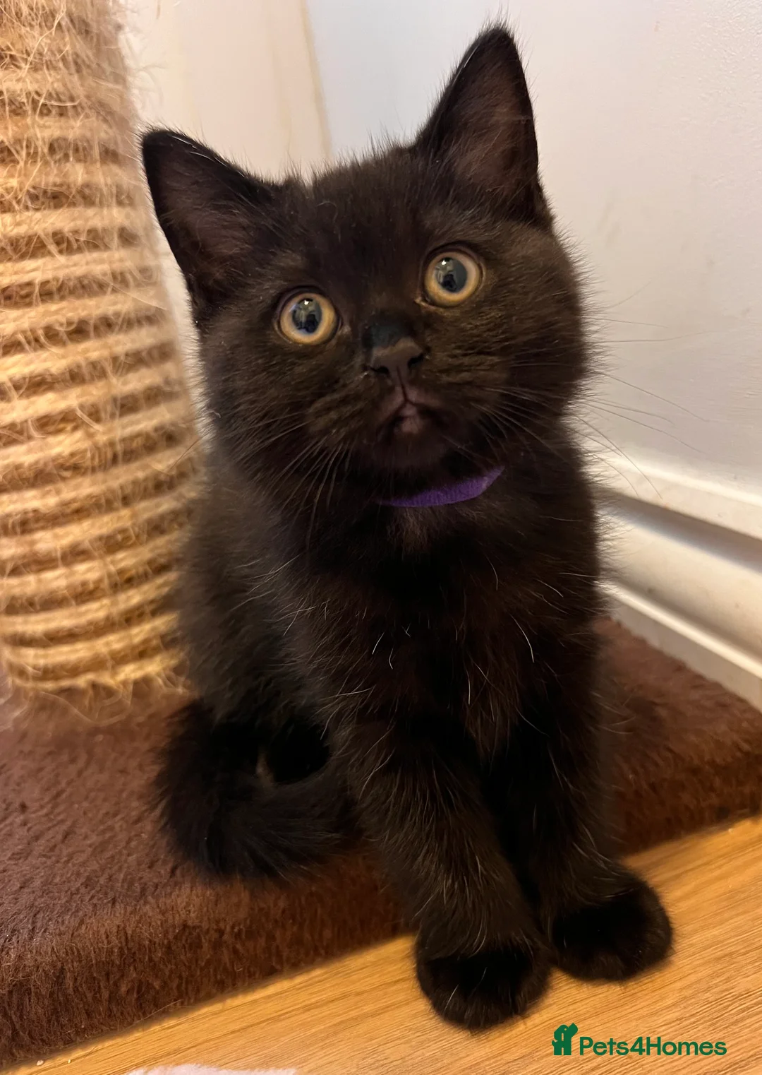 British Shorthair cats for sale: British Shorthair Kittens - Advert 6