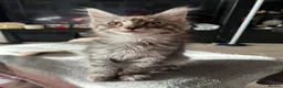 Maine Coon cats for sale: Beautiful 🐈‍⬛  - Advert 20
