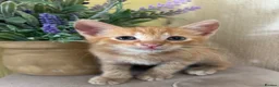 British Shorthair cats for sale: Beautiful kittens - Advert 7