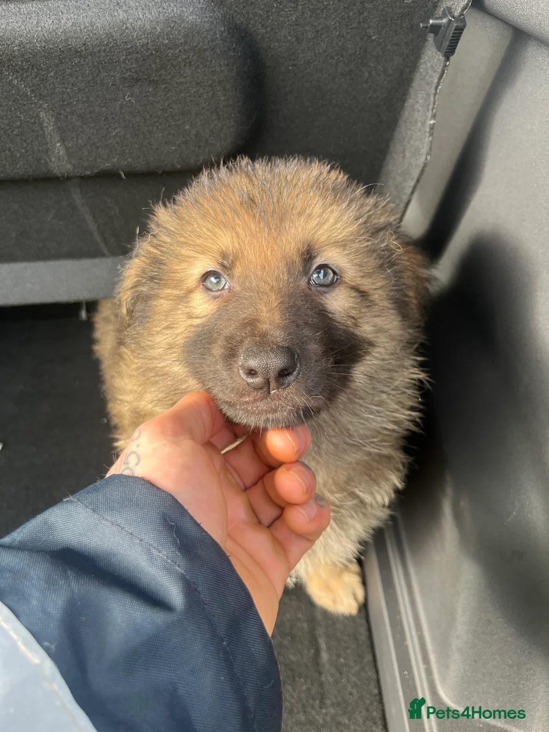 German Shepherd dogs for sale: Beautiful KC Reg Straight Back German Shepherds🐾 - Advert 7