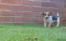 Jack Russell dogs for sale: 2 boys & 1 girl left, Ready & available from today - Image 5