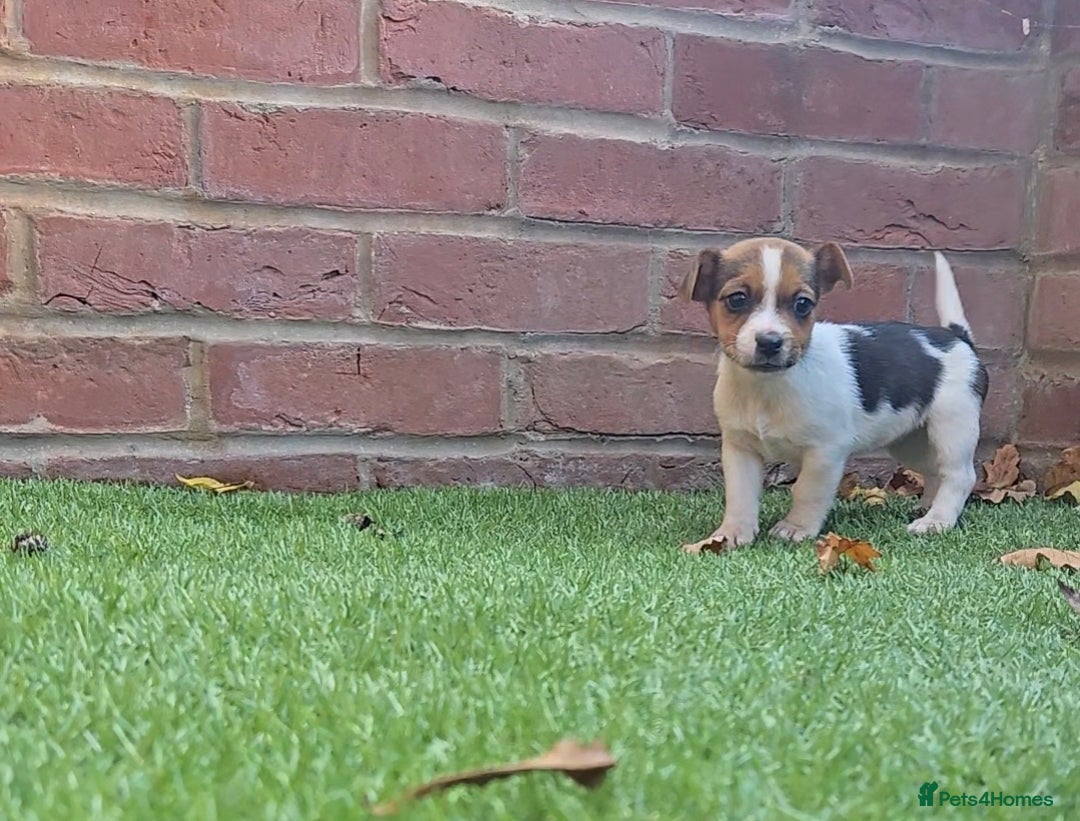 Jack Russell dogs for sale: 2 boys & 1 girl left, Ready & available from today - Image 5