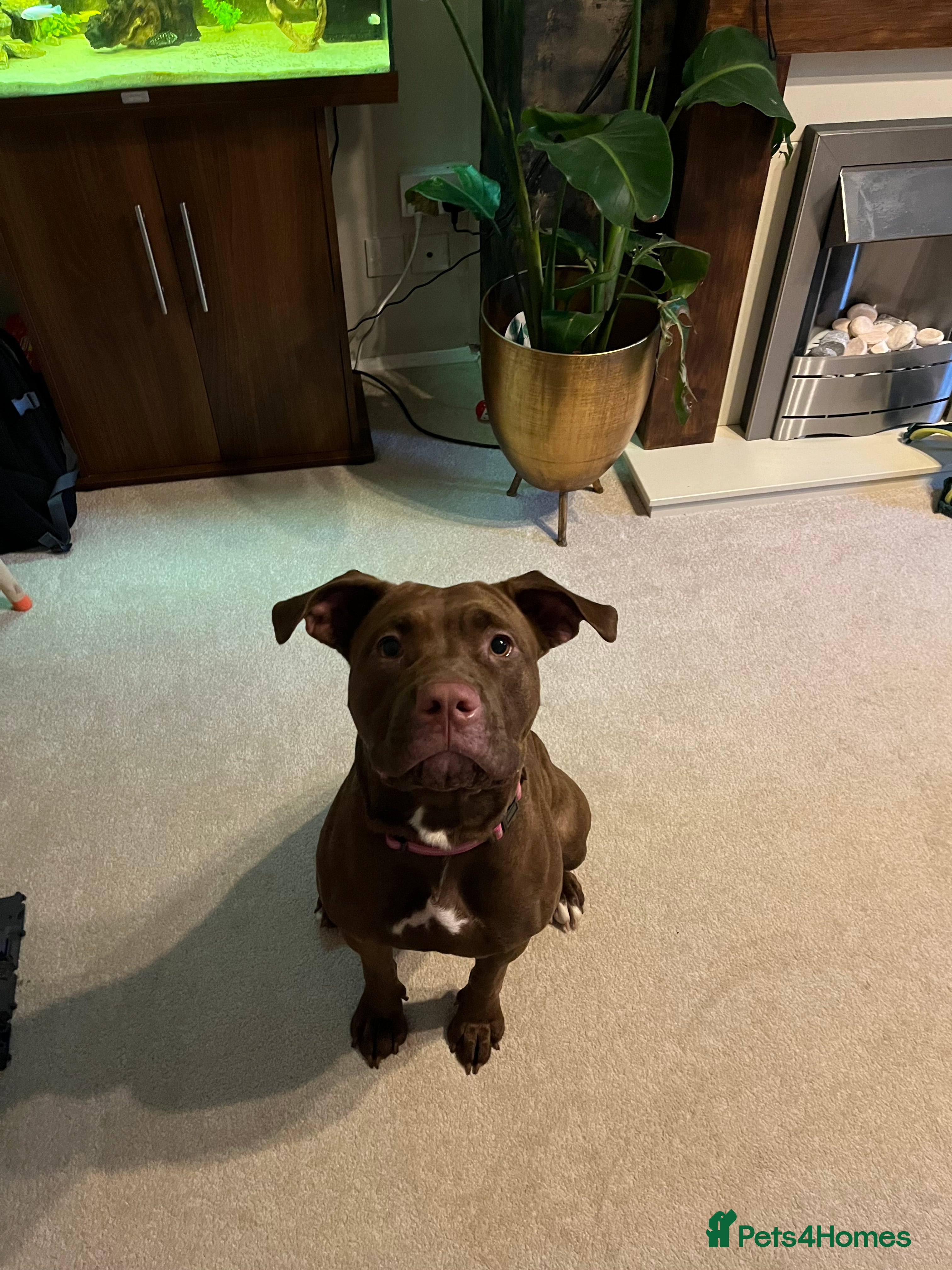 Mixed Breed dogs Loving Home Wanted for Luna 9 Month Old StaffxLab - Advert 1