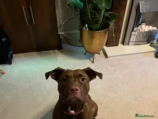 Mixed Breed dogs Loving Home Wanted for Luna 9 Month Old StaffxLab - Advert 1