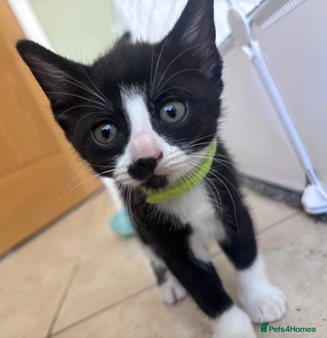 Mixed Breed cats for sale: Gorgeous boy kitten - Advert 2