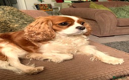Cavapoo dogs for sale: 🌟Rare F1b Reverse Cavapoo(3/4 Cavalier1/4 Poodle) - Image 11