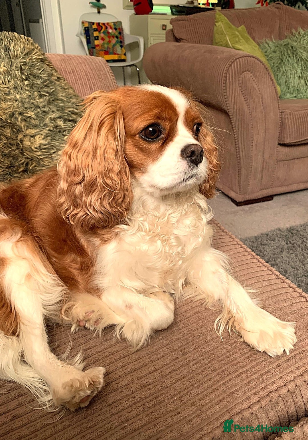 Cavapoo dogs for sale: 🌟Rare F1b Reverse Cavapoo(3/4 Cavalier1/4 Poodle) - Image 11