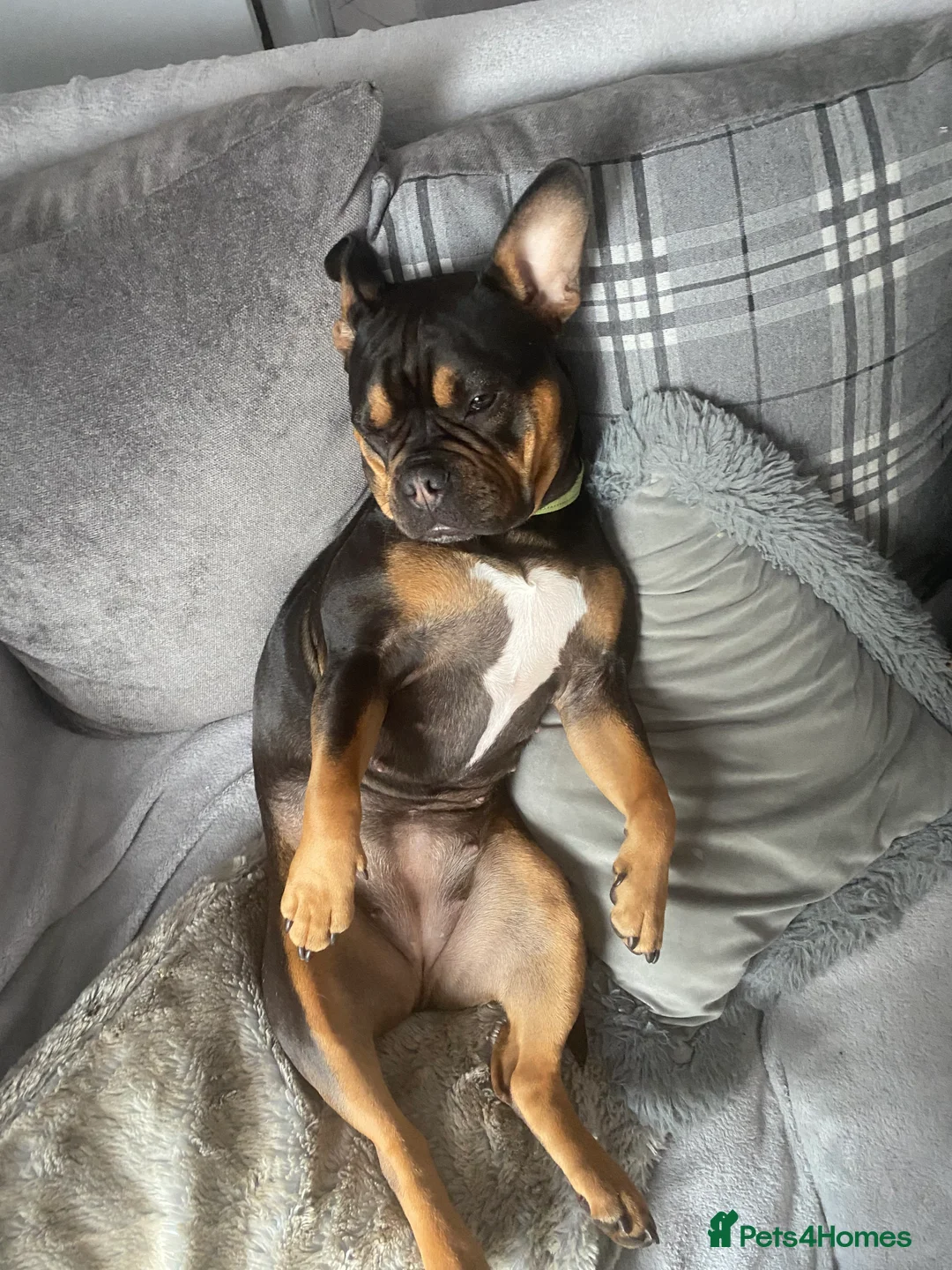 Mixed Breed dogs for sale: Mrs W - Advert 1