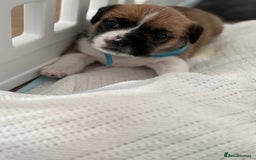 Mixed Breed dogs for sale: Beautiful puppies  - Image 11