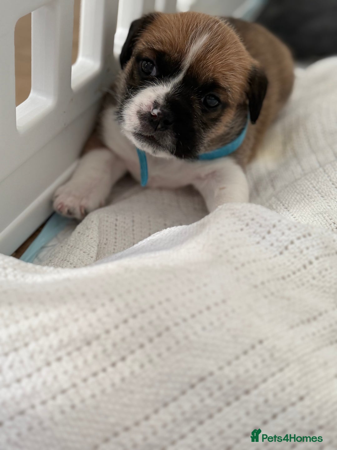Mixed Breed dogs for sale: Beautiful puppies  - Image 11
