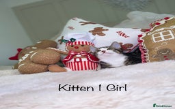 Mixed Breed cats for sale: Beautiful kittens 8 weeks old  - Advert 2