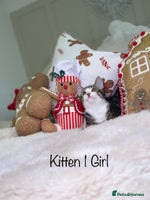 Mixed Breed cats Beautiful kittens 8 weeks old - Advert 3