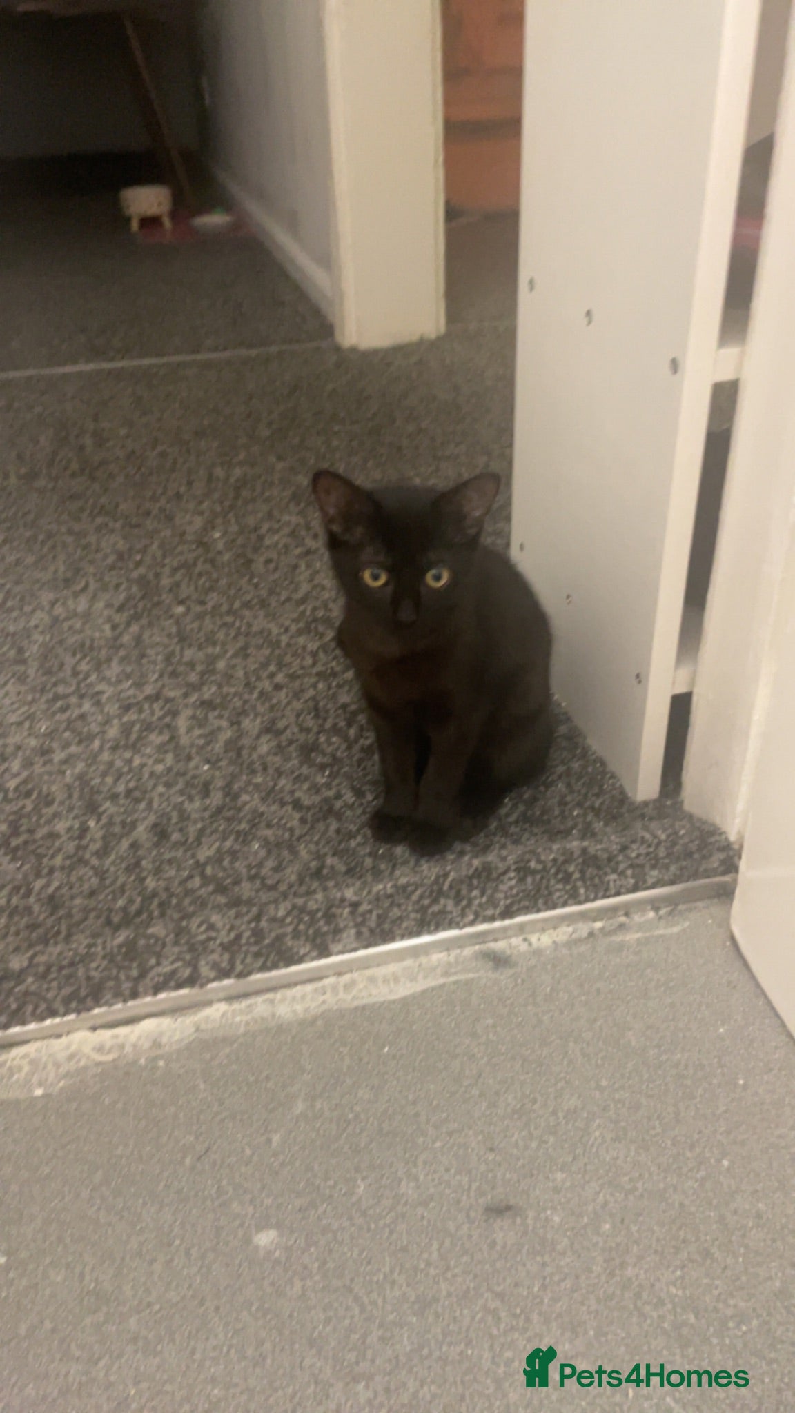Mixed Breed cats 5 month old kitten  - Advert 1