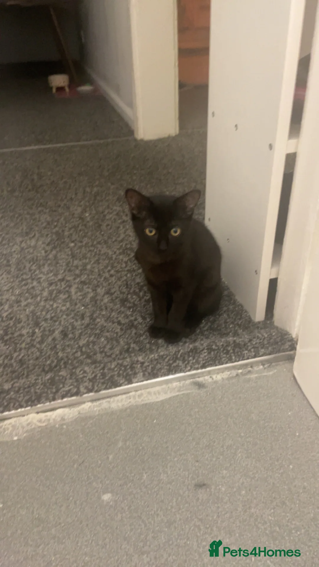 Mixed Breed cats for sale: 5 month old kitten  - Advert 1