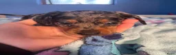 Dachshund dogs for sale: Beautiful dachshund/sausage dog pups for sale  - Advert 13