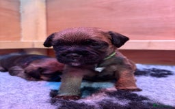 Border Terrier dogs for sale: Gorgeous Border Terrier Puppies looking for homes - Image 32