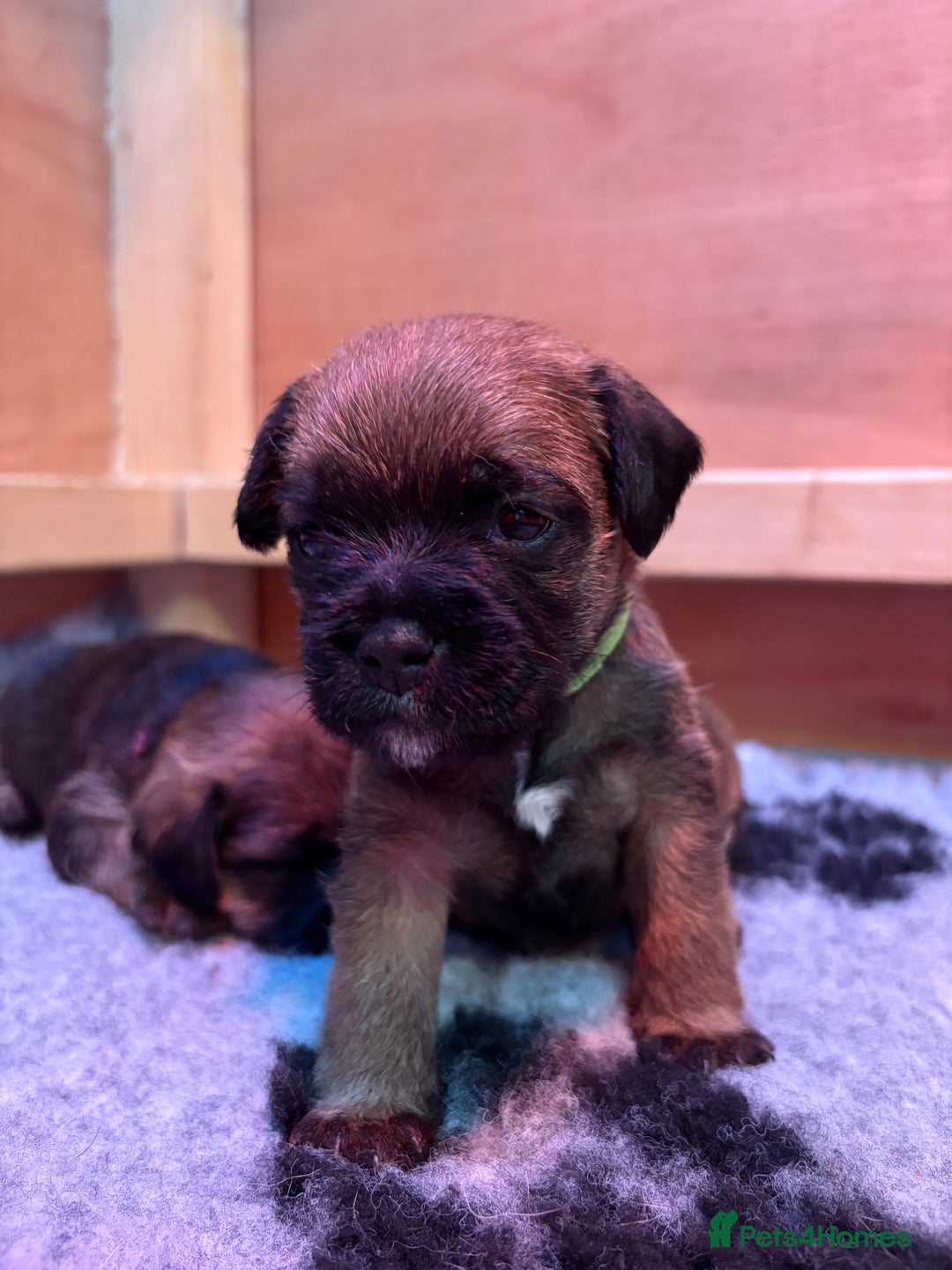 Border Terrier dogs for sale: Gorgeous Border Terrier Puppies looking for homes - Image 32