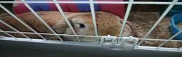 Mini Lop rabbits for sale: MALE RABBIT needs a home - Advert 3