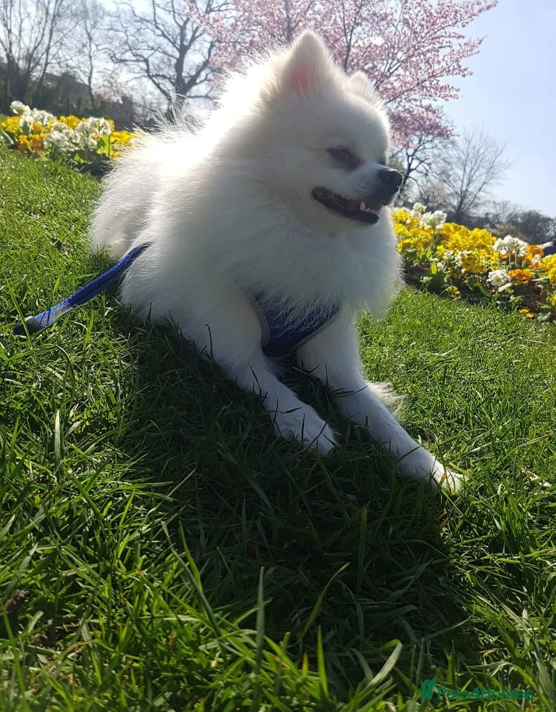 Pomeranian dogs for stud:  White Pomeranian dog “Proven, experienced STUD” in Ilford - Advert 26