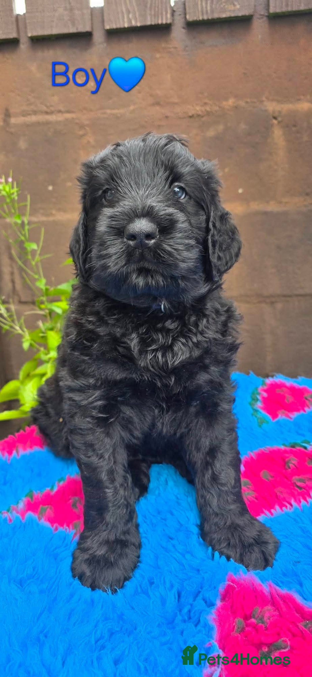 Russian Black Terrier dogs for sale: Russian Black Terrier  - Image 26