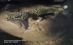 Leopard Gecko reptiles for sale: Leopard gecko  - Advert 4