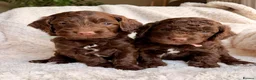 Cockapoo dogs for sale: F1b Cockapoos. Both Parents Health Tested  - Advert 6