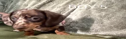 Miniature Dachshund dogs for sale: Beautiful Miniature Dachshund puppies - Advert 9