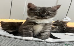 Persian cats for sale: 🌟 2 Chinchilla Persian Boy Kittens 🌟 - Image 2