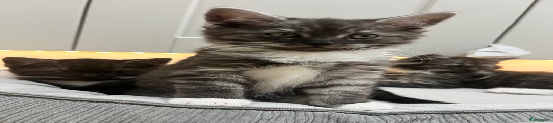 Persian Kitten 2
