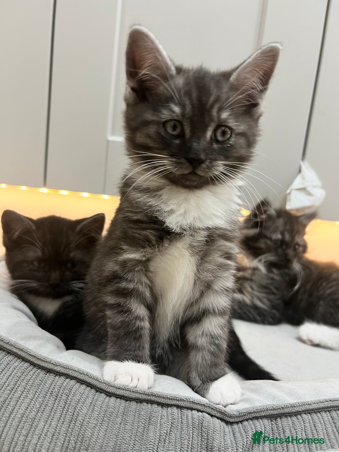 Persian cats for sale: 🌟 2 Chinchilla Persian Boy Kittens 🌟 - Image 2