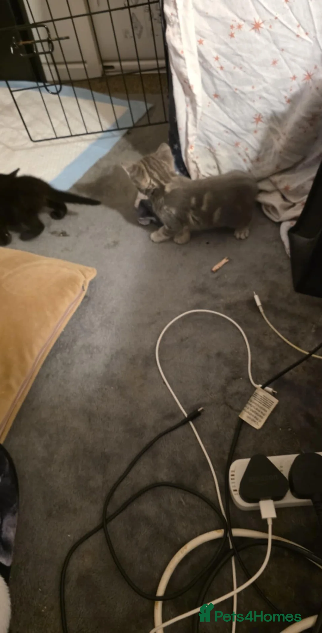 Mixed Breed cats for sale: 6 half maincoons - Advert 5