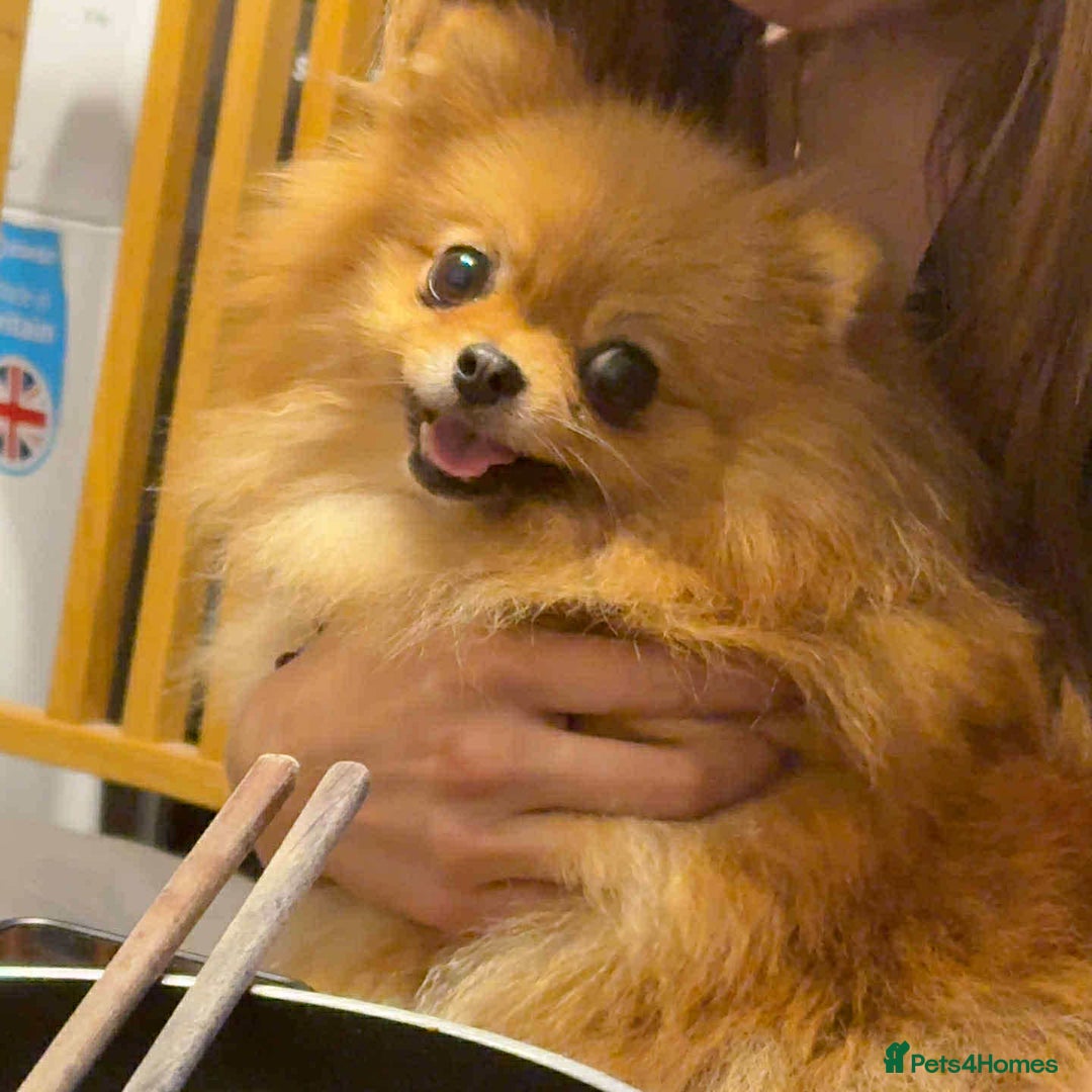 Pomeranian dogs for sale: Pomeranian puppies  - Image 5