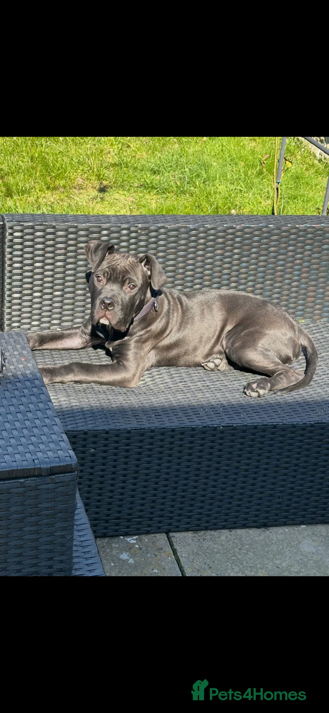 Mixed Breed dogs for sale: Cane corso x  - Advert 5