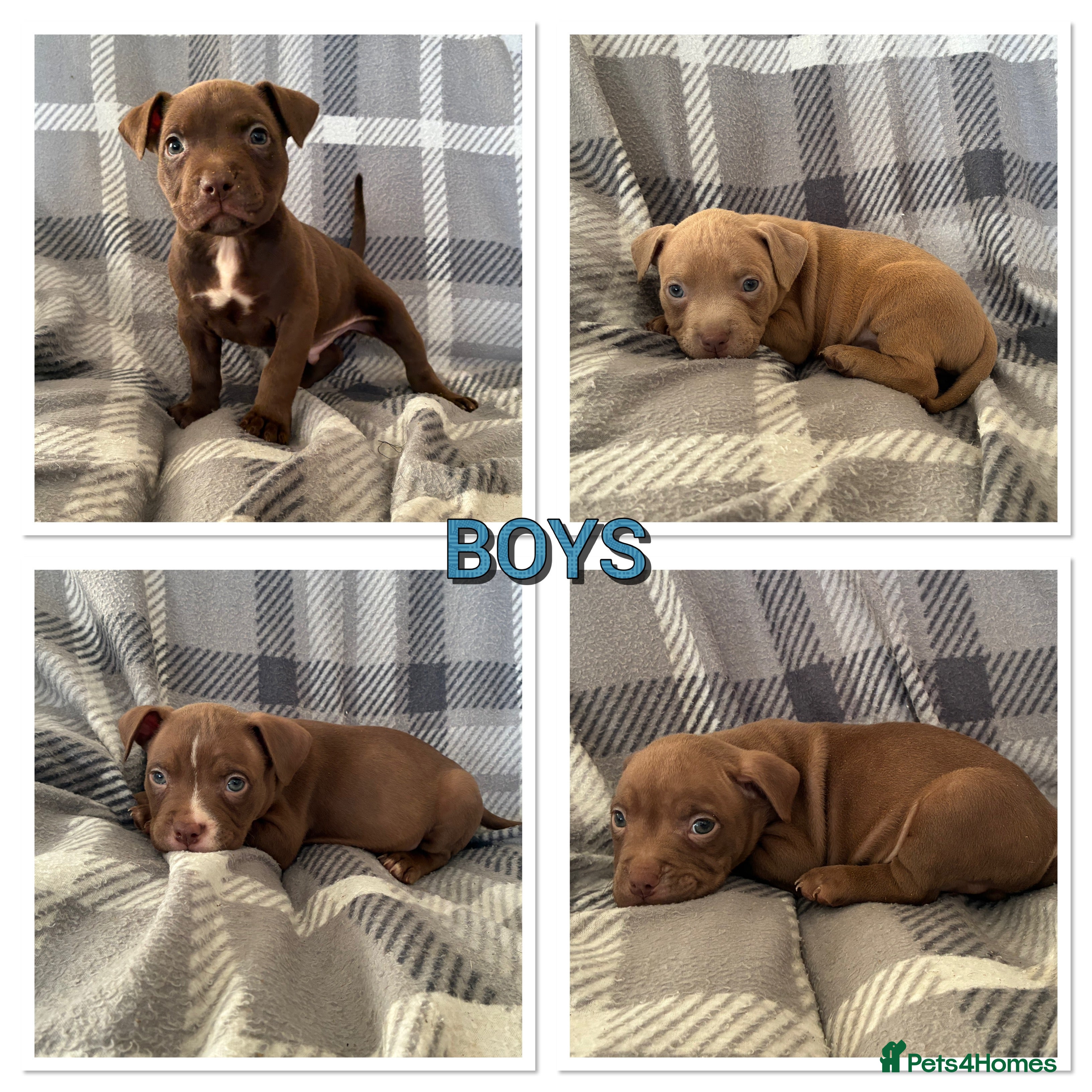 Mixed Breed dogs American bulldog x micro bully pups  - Advert 2
