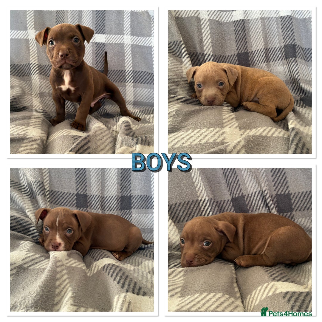 Mixed Breed dogs for sale: American bulldog x micro bully pups  - Advert 1