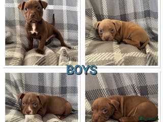 Mixed Breed dogs American pocket bully pups - Advert 7