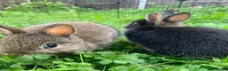 Netherland Dwarf rabbits for sale: Netherland Dwarfs x3 Left READY NOW - Advert 17