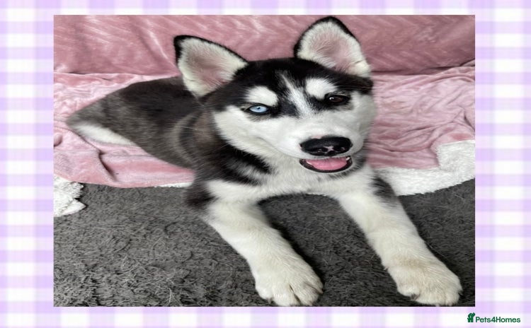Siberian Husky dogs in Wakefield - Advert 2