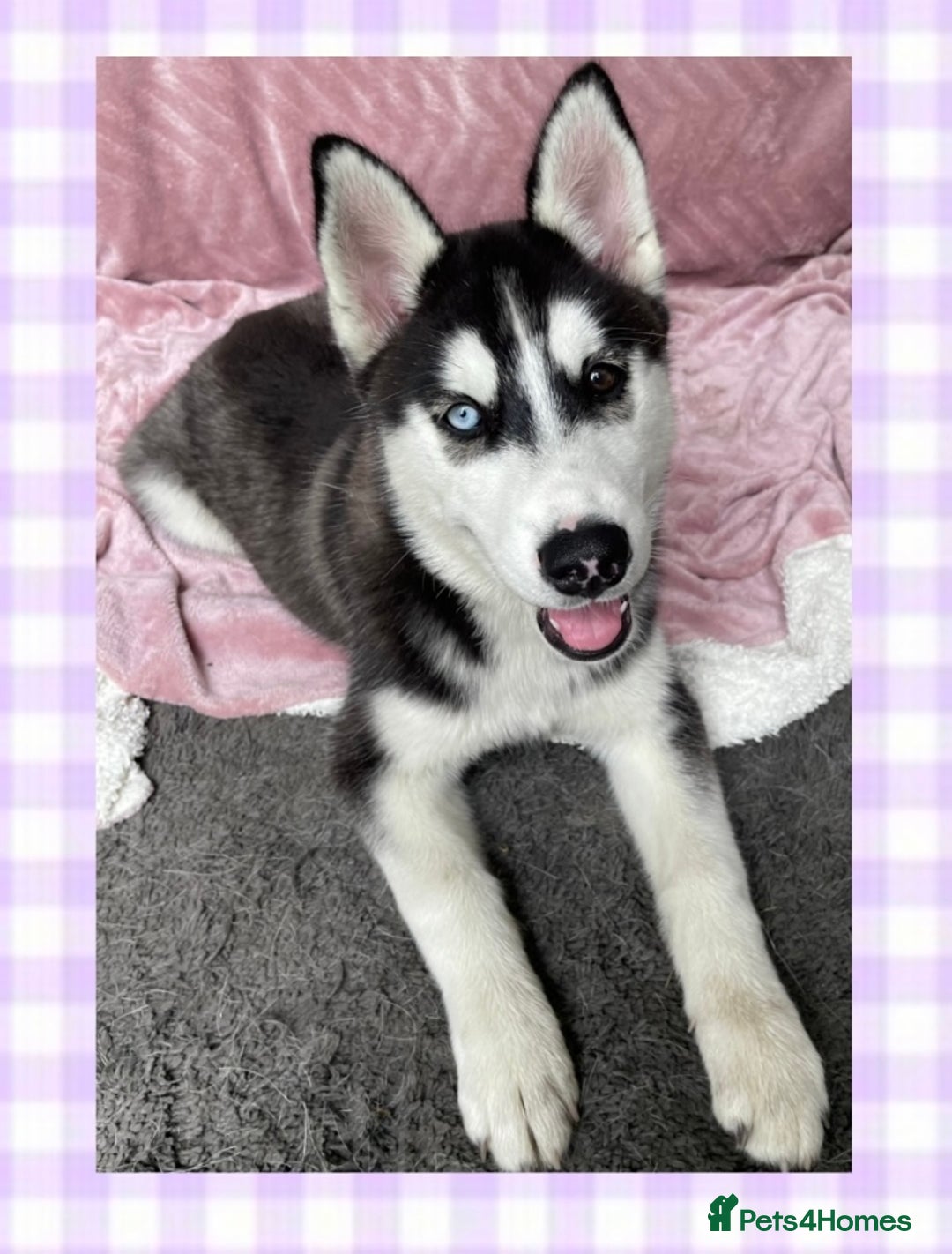 Siberian Husky dogs for sale: READY TO LEAVE NOW 🩷 Siberian Husky Puppies 💙 in Wakefield - Image 1