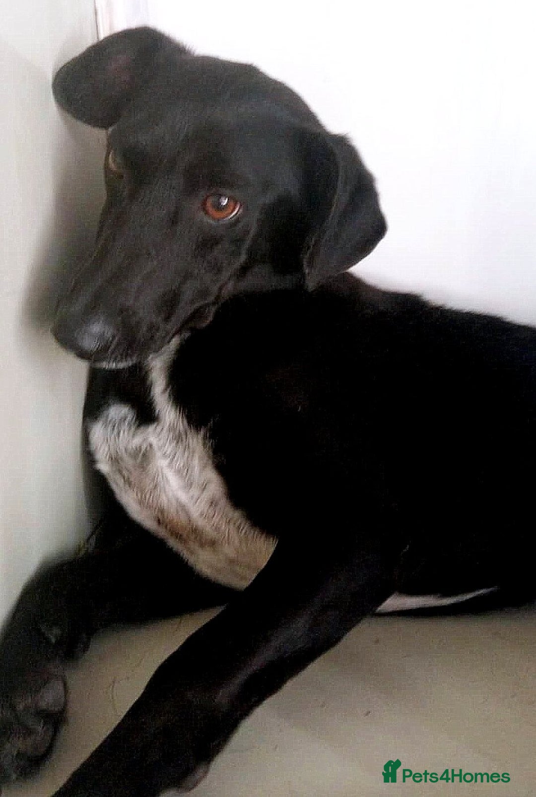 Mixed Breed dogs for adoption: 🐾 Benji – a gentle boy with a kind heart ❤️ - Advert 2