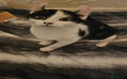 Mixed Breed cats for sale: Half spyhnx half calico  - Image 7