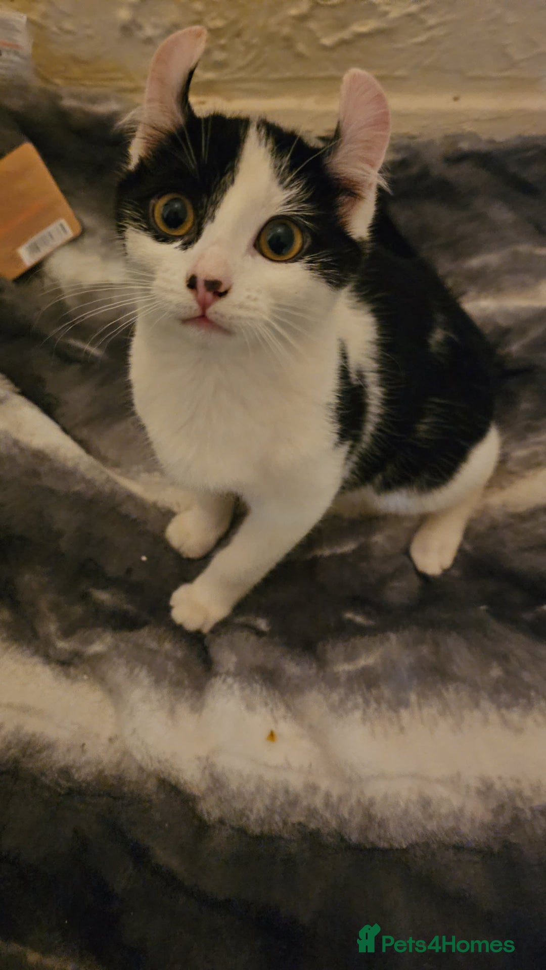 Mixed Breed cats for sale: Half spyhnx half calico  - Image 7