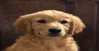 Golden Retriever dogs - Advert 3