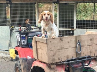 Sprocker dogs Adorable F1 Sprocker puppies - Advert 6
