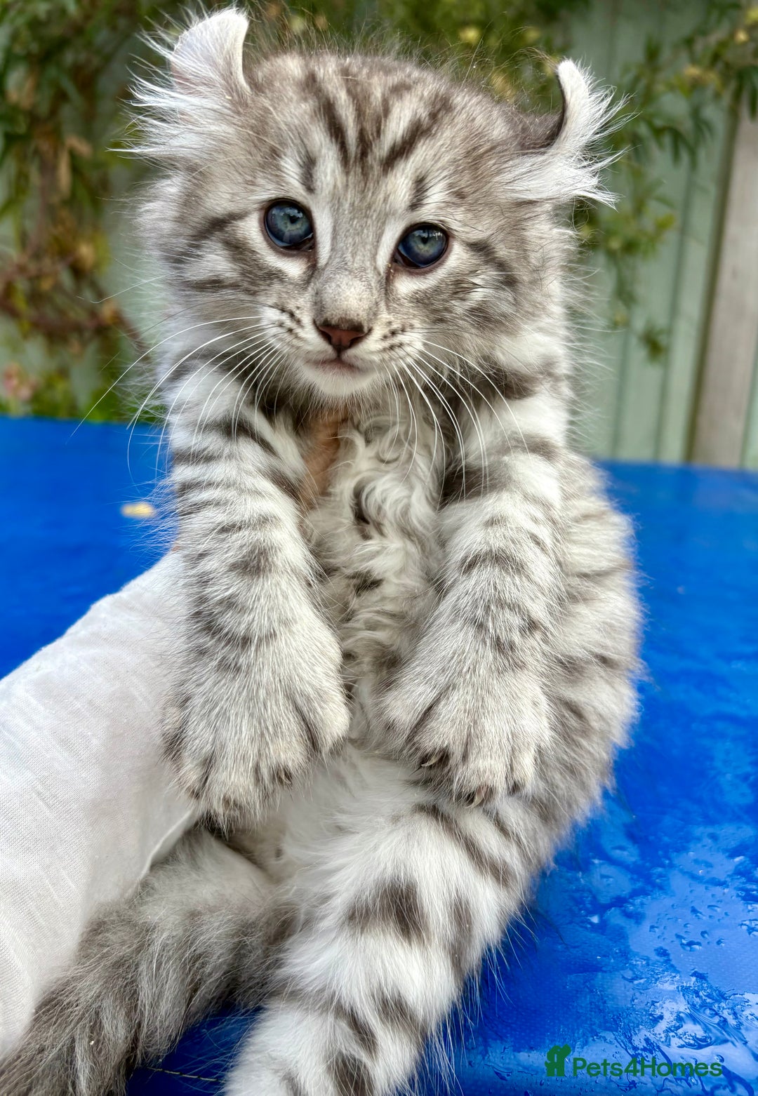 Keetso cats for sale: Superb rare polydactyl curled eared Keetso boy.  - Image 7